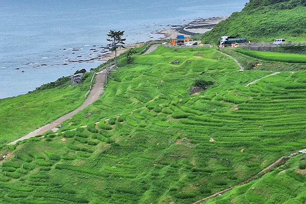 写真：白米千枚田(しろよねせんまいだ)